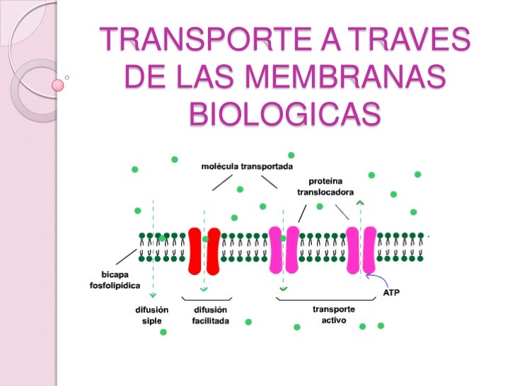 Me Inicio Como Pasivo Sumiso 652